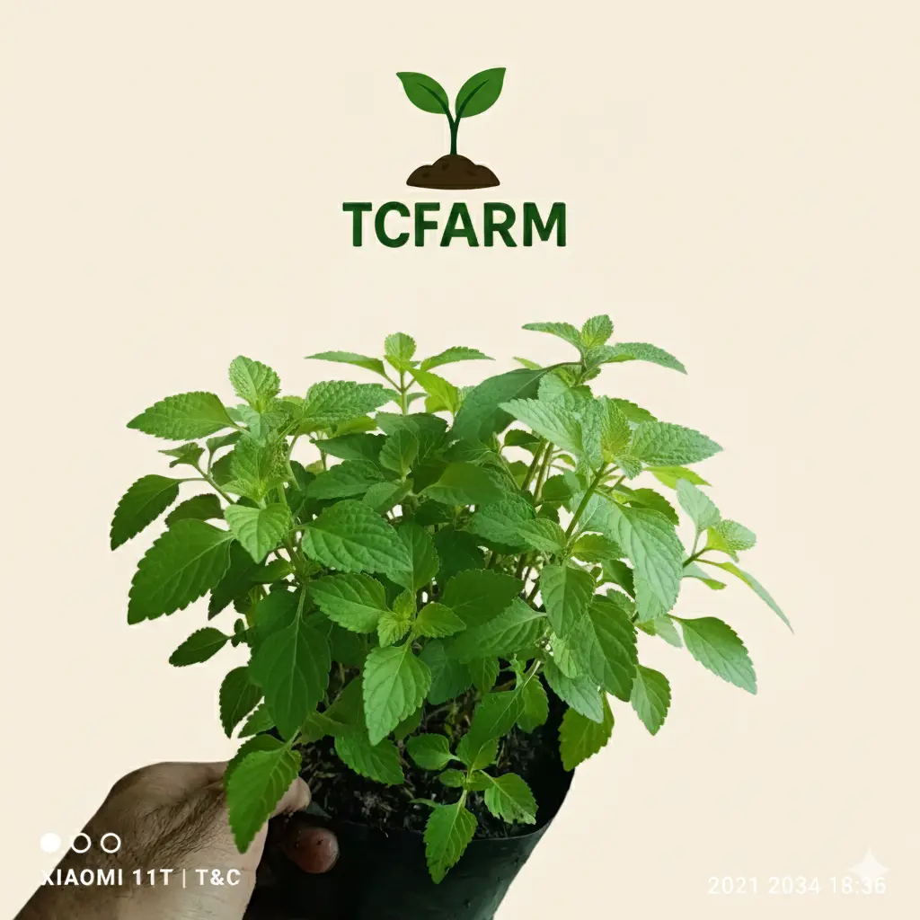 TCFARM Chậu C7 rau kinh giới