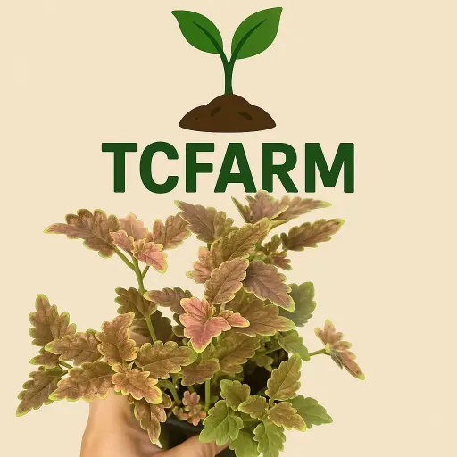 [TF8] Chậu C7 cây lá gấm TFC-2